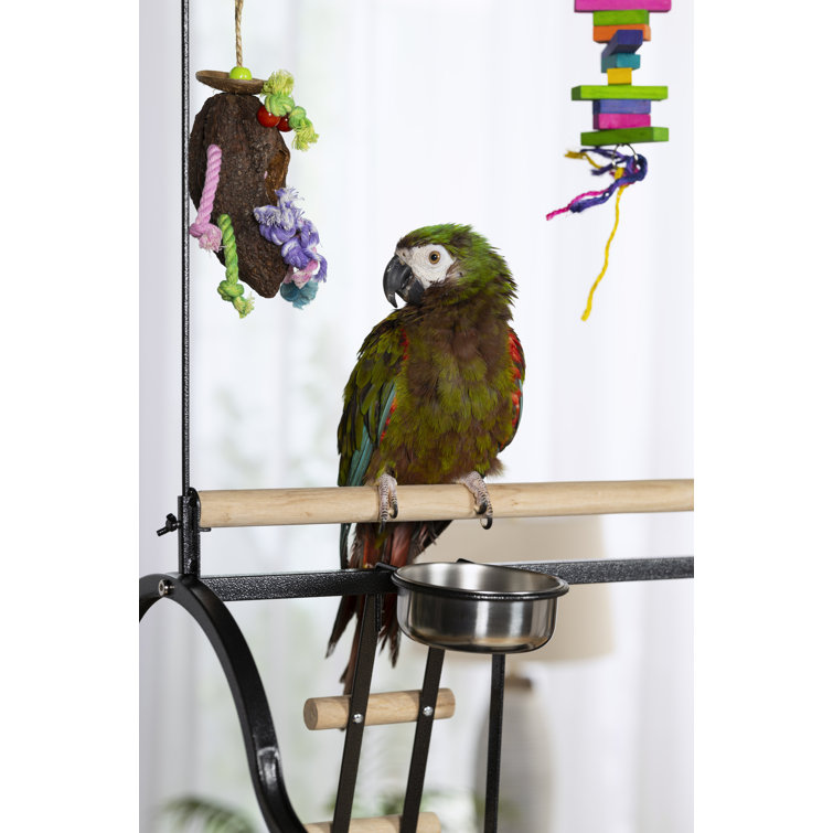 Hanging bird best sale play gym